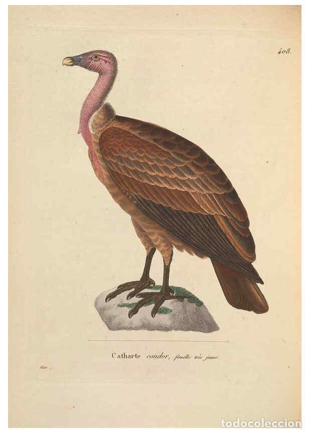 Colecionismo de Revistas e Jornais: Reproducci&oacute;n/Reproduction 6286223202: Nouveau recueil de planches colori&eacute;es d'oiseaux A Strasbourgh