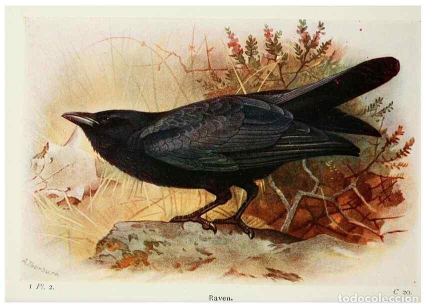 Colecionismo de Revistas e Jornais: Reproducci&oacute;n/Reproduction 8263761033: The birds of the British Isles and their eggs.. London ;F. War