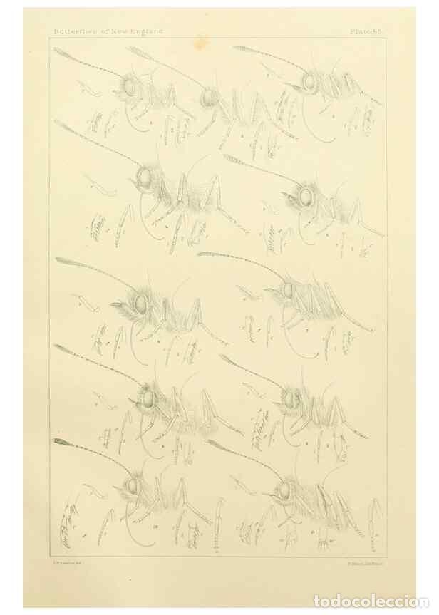 Colecionismo de Revistas e Jornais: Reproducci&oacute;n/Reproduction 8252310815: The butterflies of the eastern United States and Canada :. Cam
