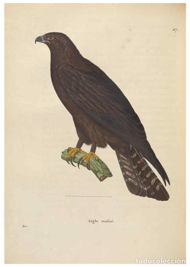 Colecionismo de Revistas e Jornais: Reproducci&oacute;n/Reproduction 6285707331: Nouveau recueil de planches colori&eacute;es d'oiseaux A Strasbourgh