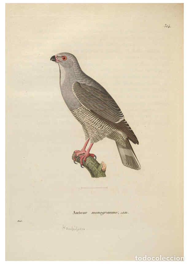 Colecionismo de Revistas e Jornais: Reproducci&oacute;n/Reproduction 6286234426: Nouveau recueil de planches colori&eacute;es d'oiseaux A Strasbourgh