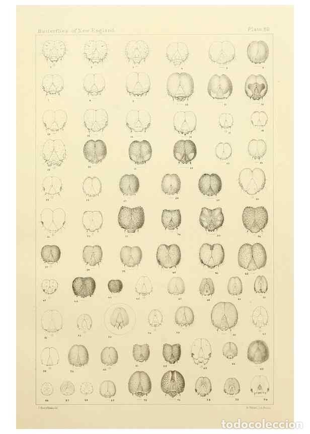 Colecionismo de Revistas e Jornais: Reproducci&oacute;n/Reproduction 8253393032: The butterflies of the eastern United States and Canada :. Cam
