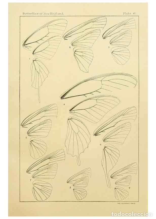 Colecionismo de Revistas e Jornais: Reproducci&oacute;n/Reproduction 8252305703: The butterflies of the eastern United States and Canada :. Cam