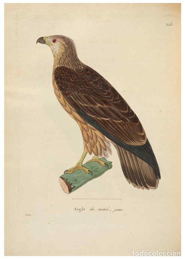 Colecionismo de Revistas e Jornais: Reproducci&oacute;n/Reproduction 6286228906: Nouveau recueil de planches colori&eacute;es d'oiseaux A Strasbourgh