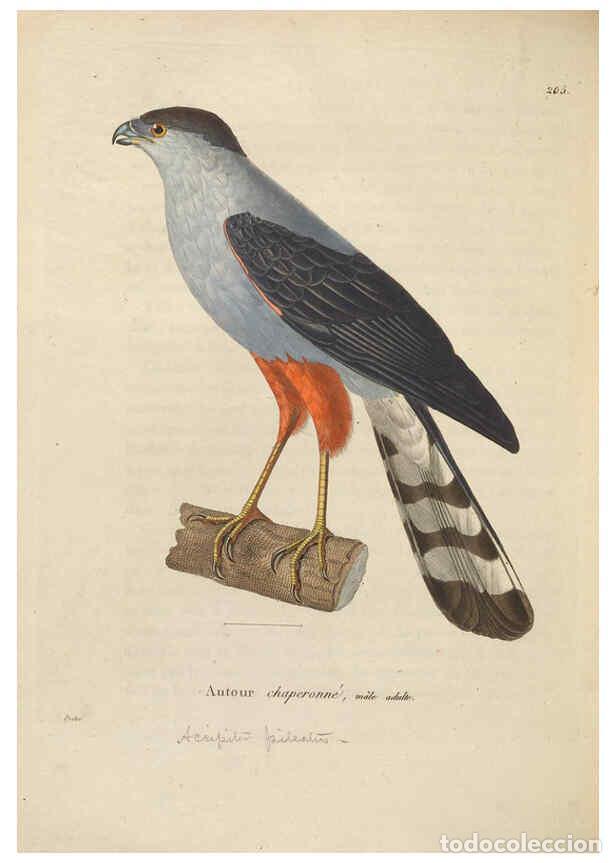 Colecionismo de Revistas e Jornais: Reproducci&oacute;n/Reproduction 6285714377: Nouveau recueil de planches colori&eacute;es d'oiseaux A Strasbourgh
