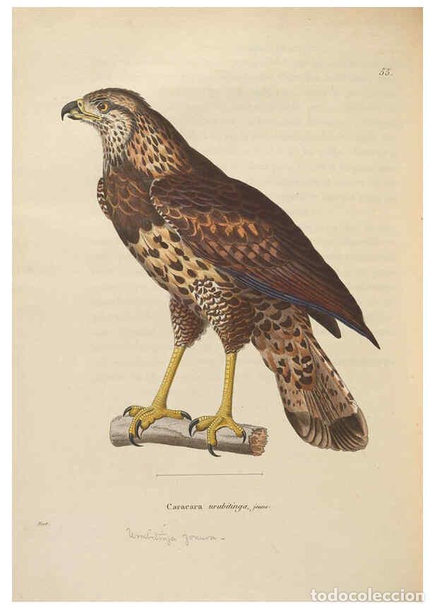Colecionismo de Revistas e Jornais: Reproducci&oacute;n/Reproduction 6285713679: Nouveau recueil de planches colori&eacute;es d'oiseaux A Strasbourgh