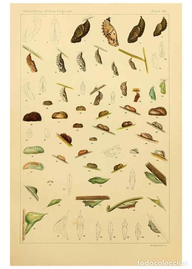 Colecionismo de Revistas e Jornais: Reproducci&oacute;n/Reproduction 8252323701: The butterflies of the eastern United States and Canada :. Cam