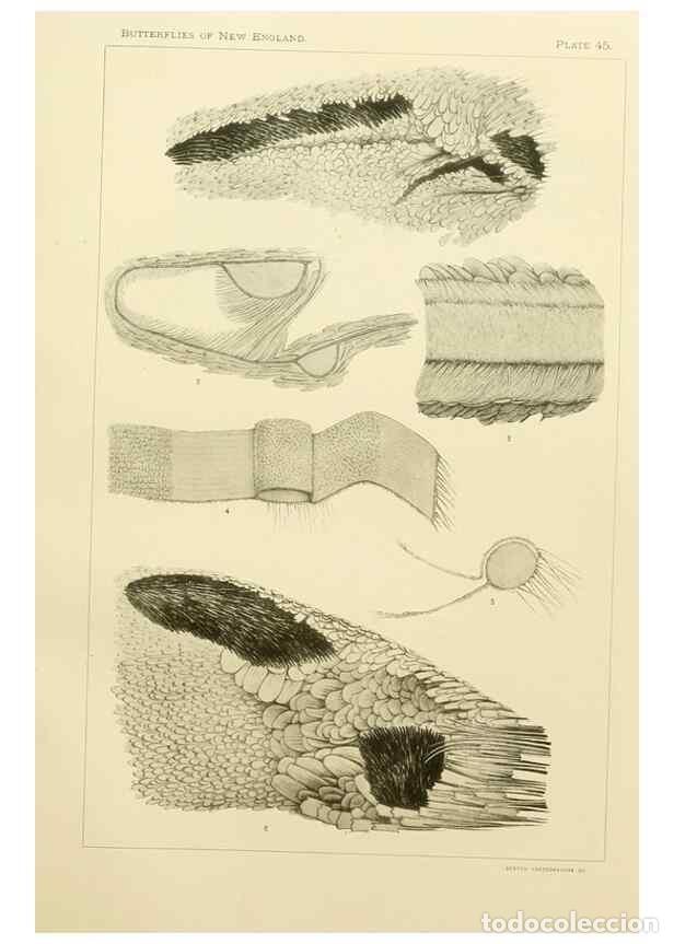 Colecionismo de Revistas e Jornais: Reproducci&oacute;n/Reproduction 8253377922: The butterflies of the eastern United States and Canada :. Cam