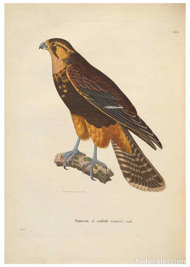Colecionismo de Revistas e Jornais: Reproducci&oacute;n/Reproduction 6285705741: Nouveau recueil de planches colori&eacute;es d'oiseaux A Strasbourgh