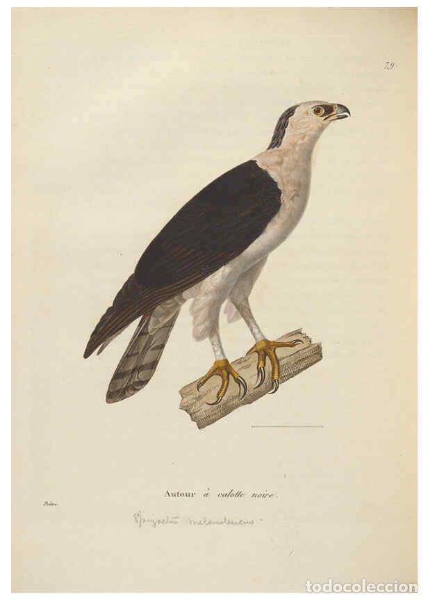 Colecionismo de Revistas e Jornais: Reproducci&oacute;n/Reproduction 6285712283: Nouveau recueil de planches colori&eacute;es d'oiseaux A Strasbourgh