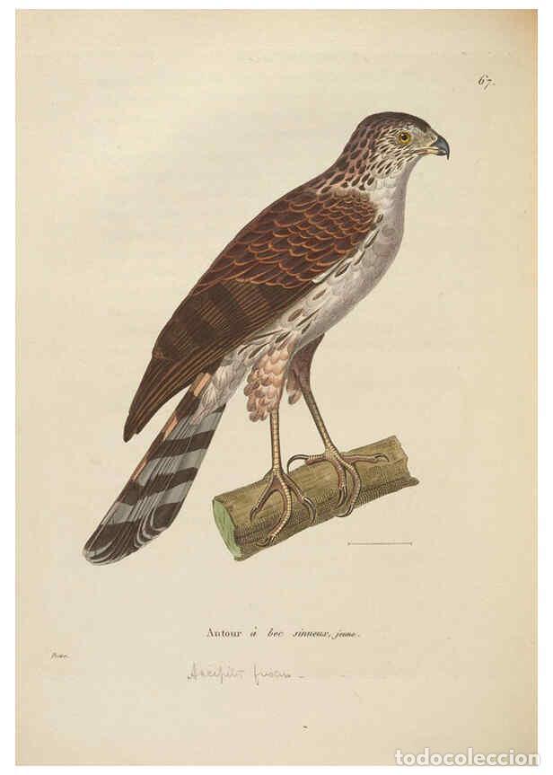 Colecionismo de Revistas e Jornais: Reproducci&oacute;n/Reproduction 6286235568: Nouveau recueil de planches colori&eacute;es d'oiseaux A Strasbourgh