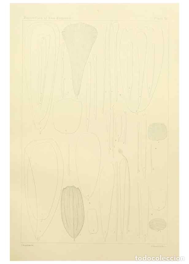 Colecionismo de Revistas e Jornais: Reproducci&oacute;n/Reproduction 8252309535: The butterflies of the eastern United States and Canada :. Cam