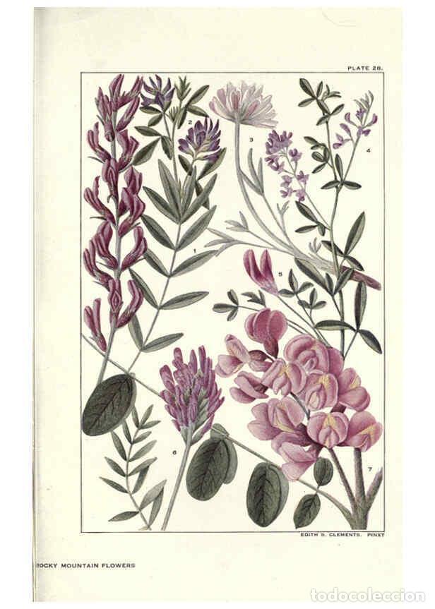 Coleccionismo de Revistas y Peri&oacute;dicos: Reproducci&oacute;n/Reproduction 6280208636: Rocky mountain flowers New York city,the H.W. Wilson company,1
