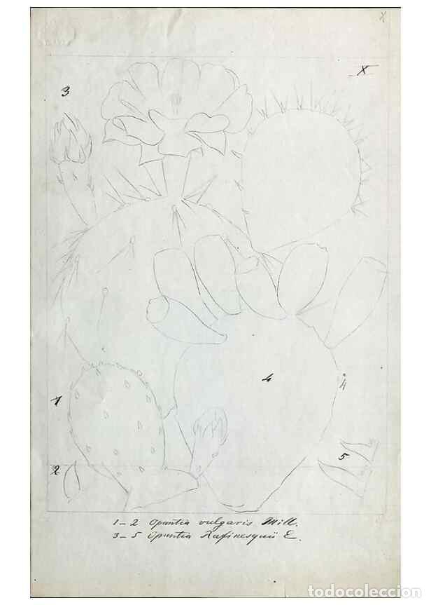 Coleccionismo de Revistas y Peri&oacute;dicos: Reproducci&oacute;n/Reproduction 8283242467: Drawings/prints associated with USPRR reports & photographs/ar