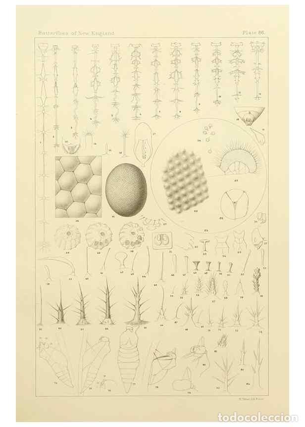 Coleccionismo de Revistas y Peri&oacute;dicos: Reproducci&oacute;n/Reproduction 8253395770: The butterflies of the eastern United States and Canada :. Cam