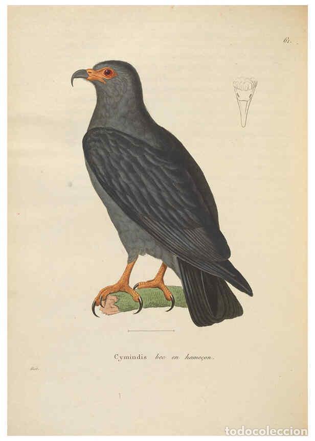Coleccionismo de Revistas y Peri&oacute;dicos: Reproducci&oacute;n/Reproduction 6286231560: Nouveau recueil de planches colori&eacute;es d'oiseaux A Strasbourgh