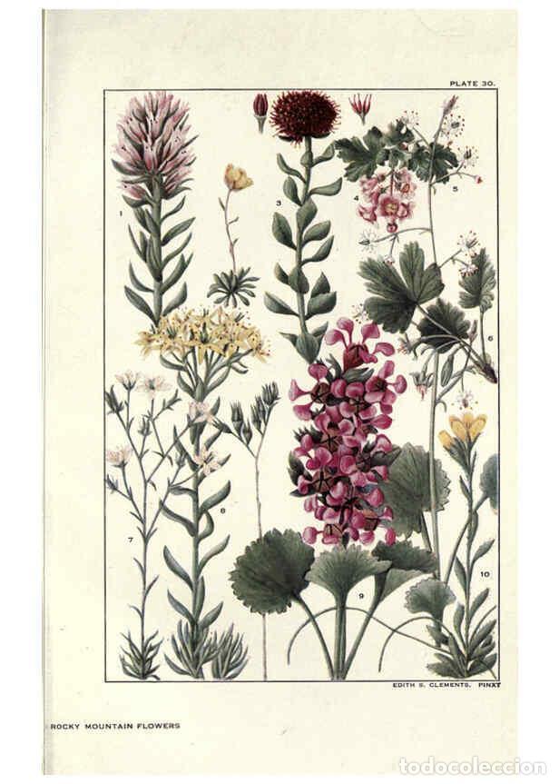 Coleccionismo de Revistas y Peri&oacute;dicos: Reproducci&oacute;n/Reproduction 6279689259: Rocky mountain flowers New York city,the H.W. Wilson company,1
