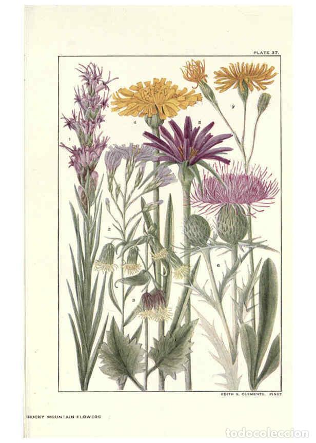 Coleccionismo de Revistas y Peri&oacute;dicos: Reproducci&oacute;n/Reproduction 6280209640: Rocky mountain flowers New York city,the H.W. Wilson company,1