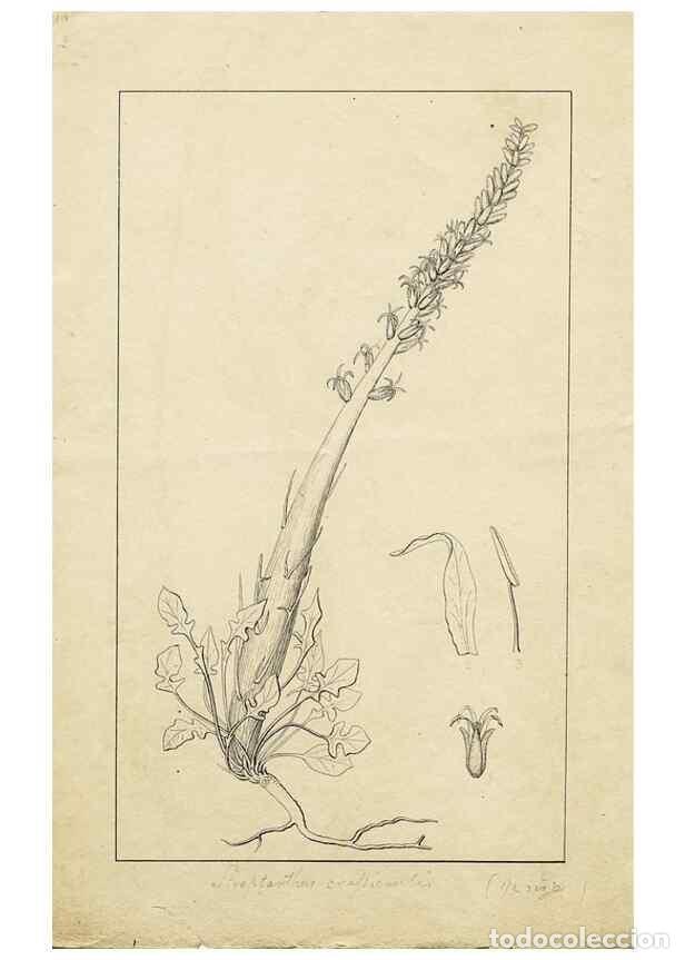 Coleccionismo de Revistas y Peri&oacute;dicos: Reproducci&oacute;n/Reproduction 8283244665: Drawings/prints associated with USPRR reports & photographs/ar