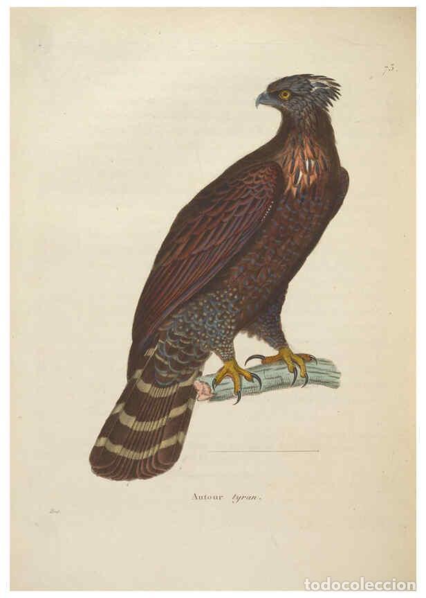 Coleccionismo de Revistas y Peri&oacute;dicos: Reproducci&oacute;n/Reproduction 6286232350: Nouveau recueil de planches colori&eacute;es d'oiseaux A Strasbourgh