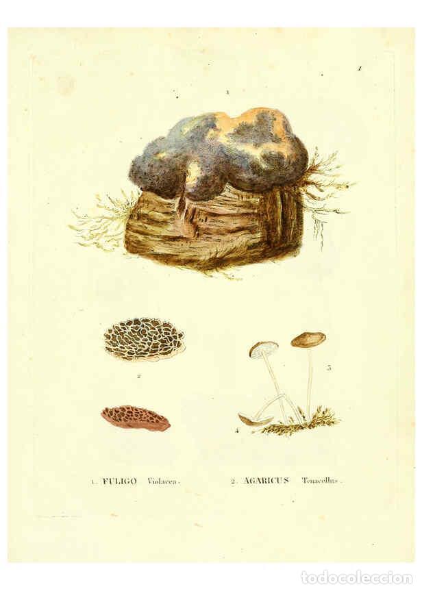 Coleccionismo de Revistas y Peri&oacute;dicos: Reproducci&oacute;n/Reproduction 6284111214: Icones pictae specierum rariorum fungorum in synopsi methodica