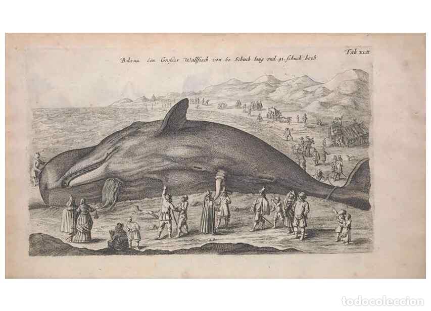 Coleccionismo de Revistas y Peri&oacute;dicos: Reproducci&oacute;n/Reproduction 8265042818: Historiae naturalis de quadrupedibus libri :. Amstelodami :Apu