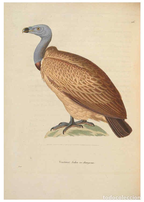 Coleccionismo de Revistas y Peri&oacute;dicos: Reproducci&oacute;n/Reproduction 6285702061: Nouveau recueil de planches colori&eacute;es d'oiseaux A Strasbourgh