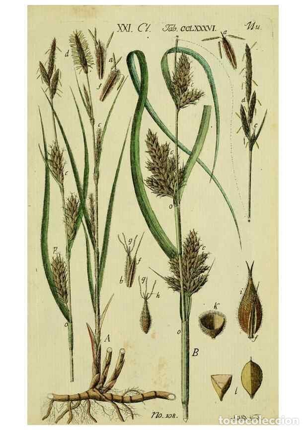 Coleccionismo de Revistas y Peri&oacute;dicos: Reproducci&oacute;n/Reproduction 8287429611: Beschreibung und Abbildung der theils bekannten, theils noch n