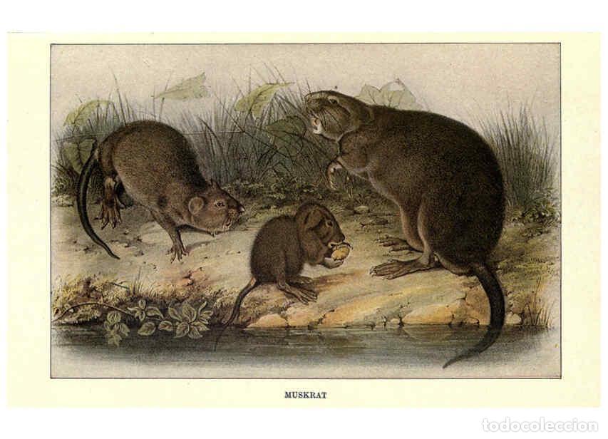 Coleccionismo de Revistas y Peri&oacute;dicos: Reproducci&oacute;n/Reproduction 6285657743: Squirrels and other fur-bearers Boston ;Houghton Mifflin compa