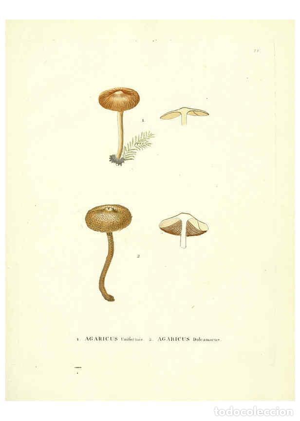 Coleccionismo de Revistas y Peri&oacute;dicos: Reproducci&oacute;n/Reproduction 6283596399: Icones pictae specierum rariorum fungorum in synopsi methodica