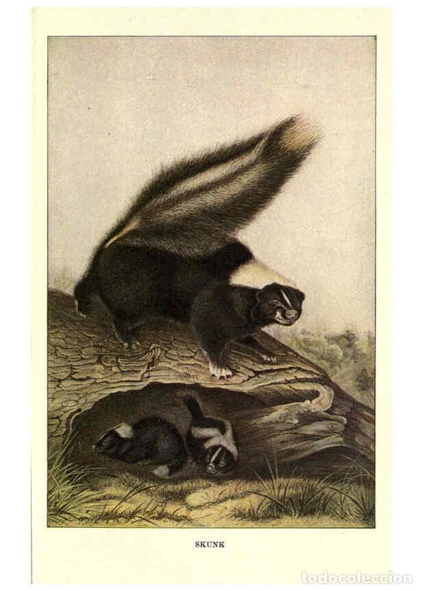 Coleccionismo de Revistas y Peri&oacute;dicos: Reproducci&oacute;n/Reproduction 6286178936: Squirrels and other fur-bearers Boston ;Houghton Mifflin compa