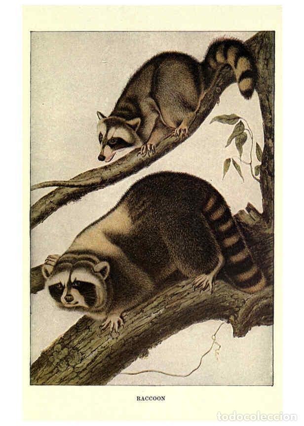 Collezionismo di Riviste e Giornali: Reproducci&oacute;n/Reproduction 6286179754: Squirrels and other fur-bearers Boston ;Houghton Mifflin compa