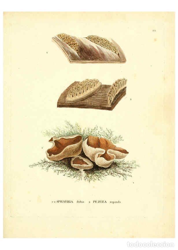 Collezionismo di Riviste e Giornali: Reproducci&oacute;n/Reproduction 6283597881: Icones pictae specierum rariorum fungorum in synopsi methodica