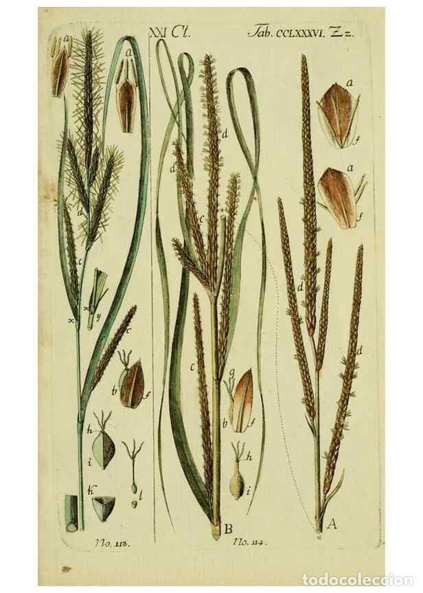 Collezionismo di Riviste e Giornali: Reproducci&oacute;n/Reproduction 8288492380: Beschreibung und Abbildung der theils bekannten, theils noch n