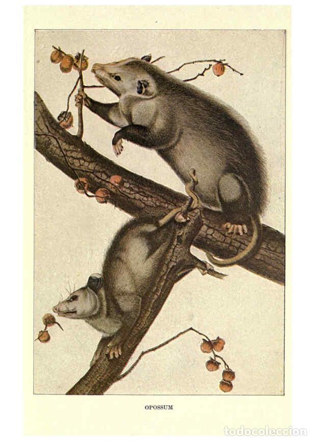 Collezionismo di Riviste e Giornali: Reproducci&oacute;n/Reproduction 6285659207: Squirrels and other fur-bearers Boston ;Houghton Mifflin compa