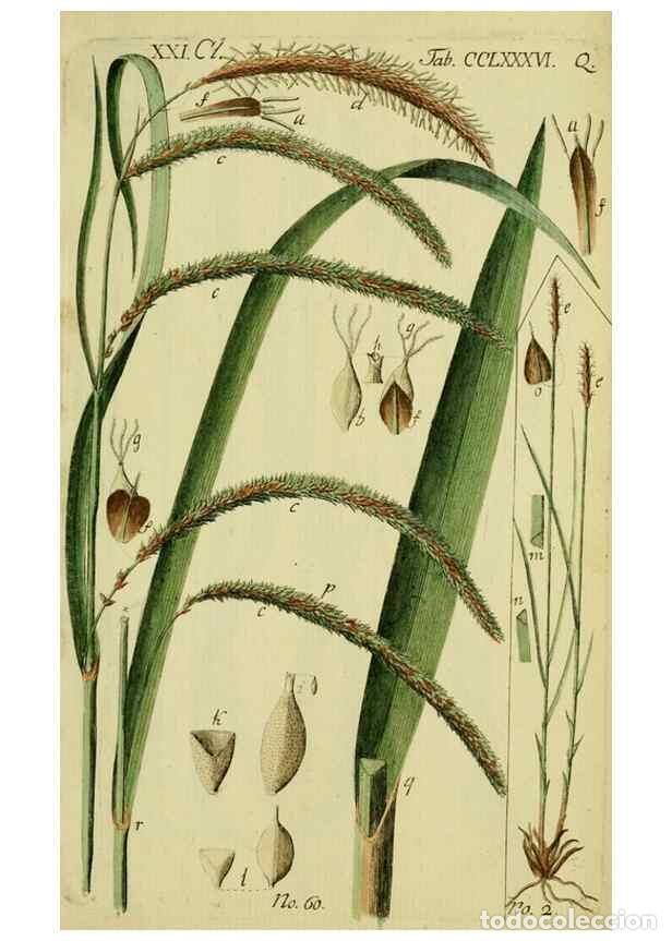 Collezionismo di Riviste e Giornali: Reproducci&oacute;n/Reproduction 8288460798: Beschreibung und Abbildung der theils bekannten, theils noch n