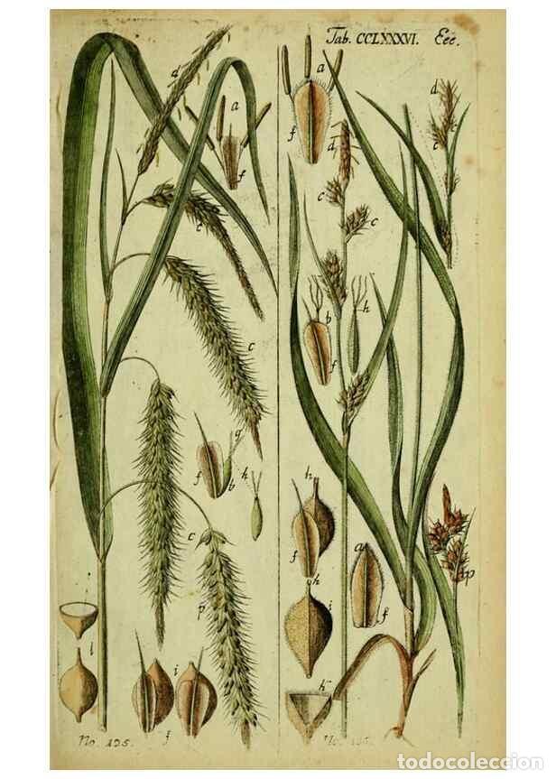 Collezionismo di Riviste e Giornali: Reproducci&oacute;n/Reproduction 8288495904: Beschreibung und Abbildung der theils bekannten, theils noch n