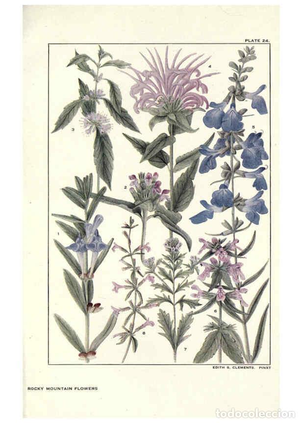 Collezionismo di Riviste e Giornali: Reproducci&oacute;n/Reproduction 6280207974: Rocky mountain flowers New York city,the H.W. Wilson company,1
