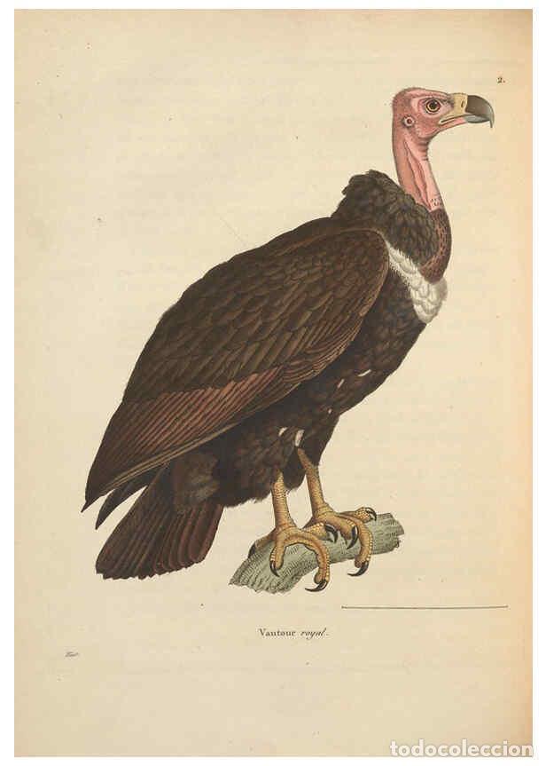 Collezionismo di Riviste e Giornali: Reproducci&oacute;n/Reproduction 6285701633: Nouveau recueil de planches colori&eacute;es d'oiseaux A Strasbourgh