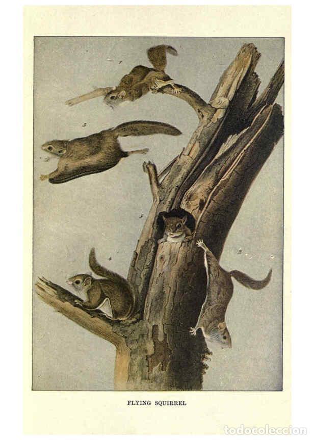 Collezionismo di Riviste e Giornali: Reproducci&oacute;n/Reproduction 6286177716: Squirrels and other fur-bearers Boston ;Houghton Mifflin compa