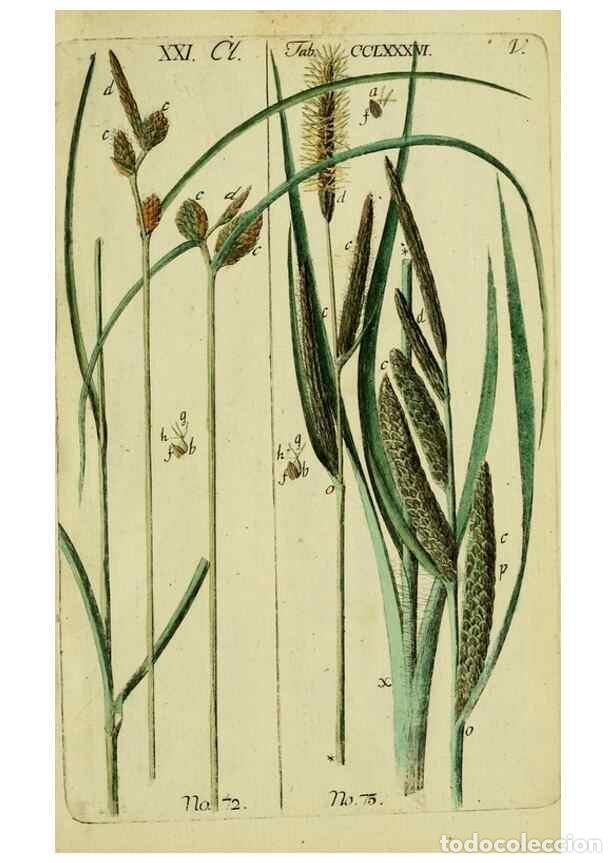 Collezionismo di Riviste e Giornali: Reproducci&oacute;n/Reproduction 8287407155: Beschreibung und Abbildung der theils bekannten, theils noch n