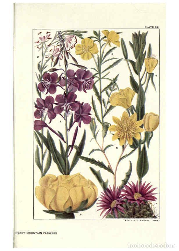 Collezionismo di Riviste e Giornali: Reproducci&oacute;n/Reproduction 6279689597: Rocky mountain flowers New York city,the H.W. Wilson company,1