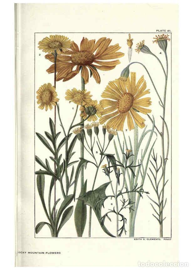 Collezionismo di Riviste e Giornali: Reproducci&oacute;n/Reproduction 6280210380: Rocky mountain flowers New York city,the H.W. Wilson company,1