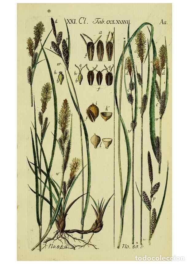 Collezionismo di Riviste e Giornali: Reproducci&oacute;n/Reproduction 8287412157: Beschreibung und Abbildung der theils bekannten, theils noch n