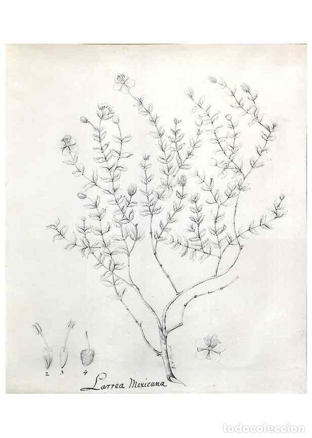 Collezionismo di Riviste e Giornali: Reproducci&oacute;n/Reproduction 8283240515: Drawings/prints associated with USPRR reports & photographs/ar