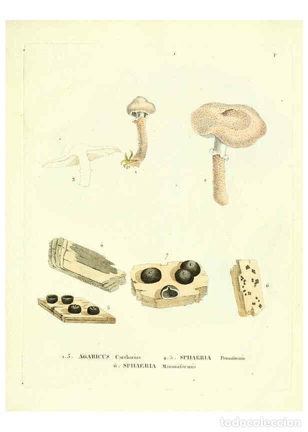 Collezionismo di Riviste e Giornali: Reproducci&oacute;n/Reproduction 6283593335: Icones pictae specierum rariorum fungorum in synopsi methodica
