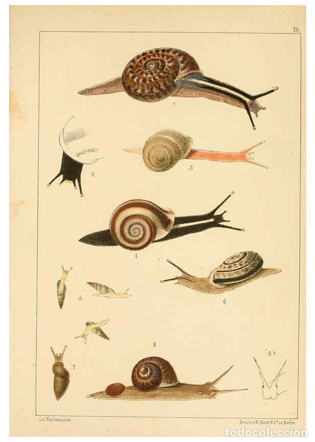 Collezionismo di Riviste e Giornali: Reproducci&oacute;n/Reproduction 6285634165: Die Preussische expedition nach Ost-Asien. Bd.2. Berlin :K&ouml;nig