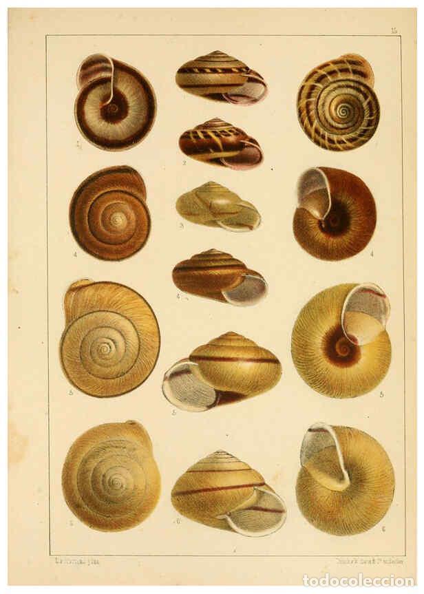 Collezionismo di Riviste e Giornali: Reproducci&oacute;n/Reproduction 6286154732: Die Preussische expedition nach Ost-Asien. Bd.2. Berlin :K&ouml;nig