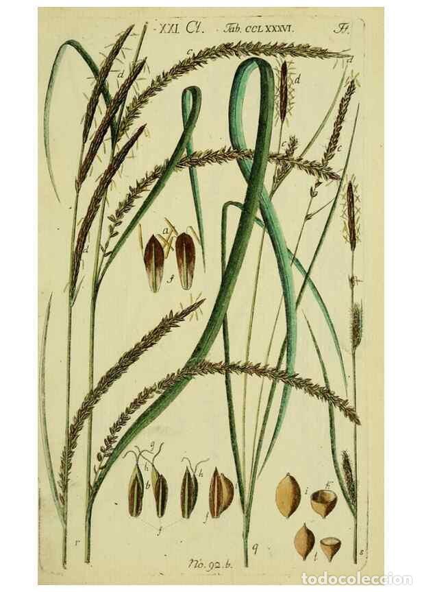 Collezionismo di Riviste e Giornali: Reproducci&oacute;n/Reproduction 8288476412: Beschreibung und Abbildung der theils bekannten, theils noch n