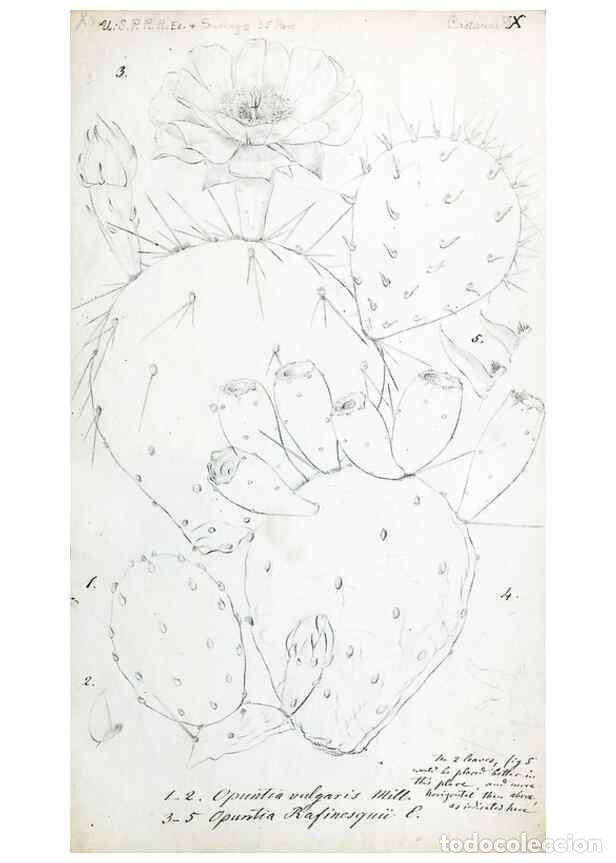 Collezionismo di Riviste e Giornali: Reproducci&oacute;n/Reproduction 8284303378: Drawings/prints associated with USPRR reports & photographs/ar